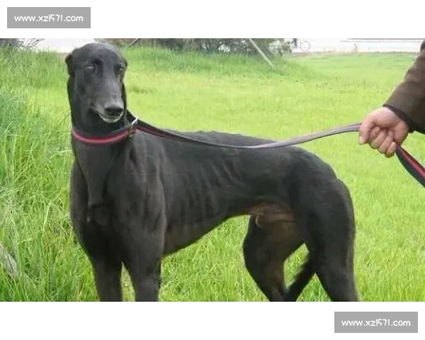 格力犬勇猛挑战狼爪竞技赛场精彩瞬间全记录